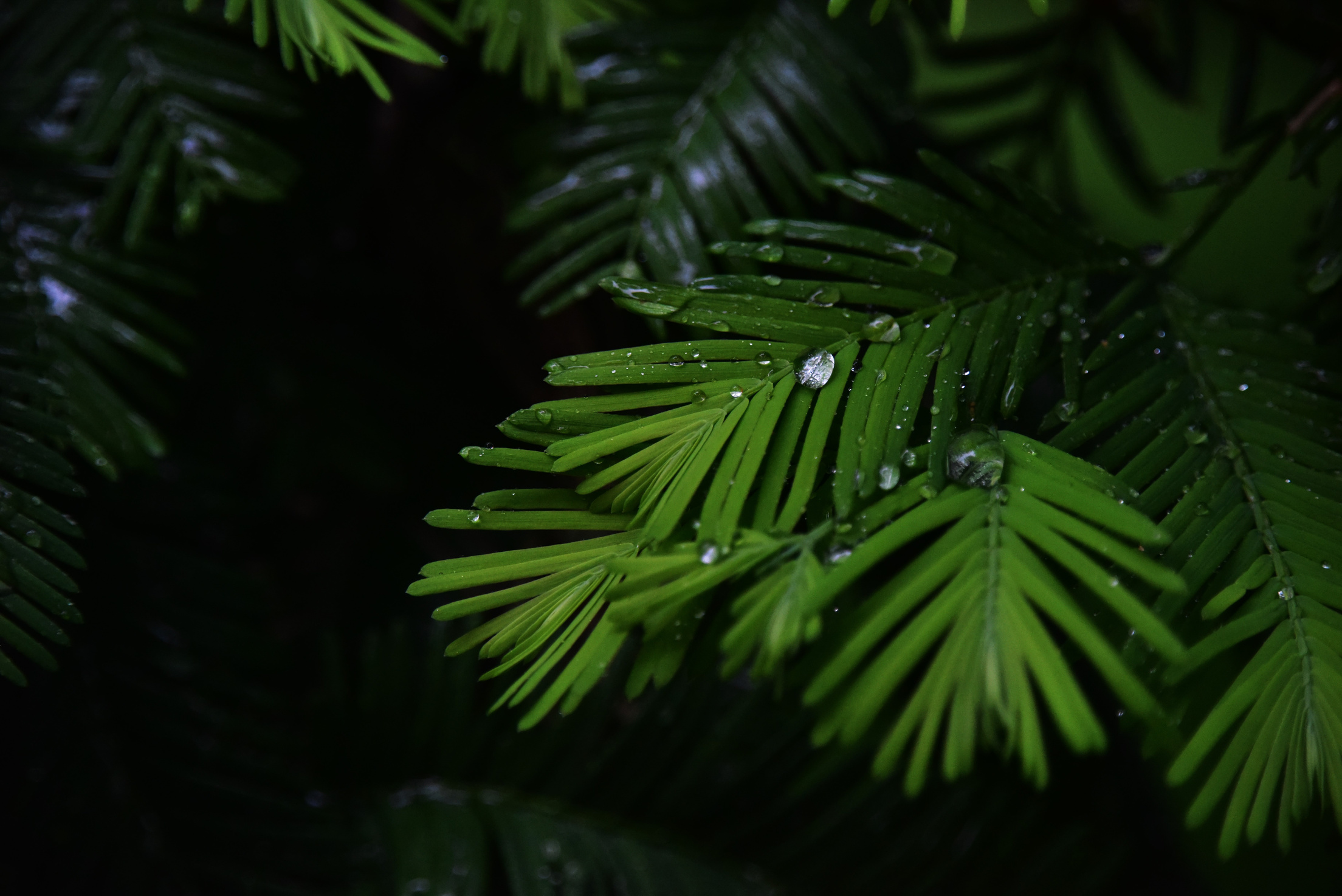 Water Droplets, Rain, It'S Raining, Plant, Eye, Green